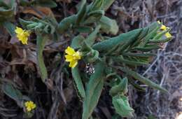 Image of Goodenia amplexans F. Müll.