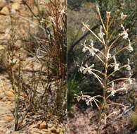 Image of Tritoniopsis nervosa (Baker) G. J. Lewis