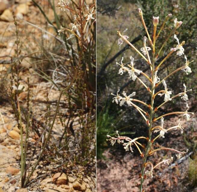 Image of Tritoniopsis nervosa (Baker) G. J. Lewis