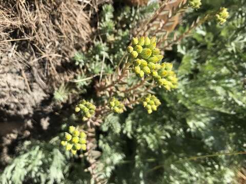 Image of Petrosedum montanum (Song. & Perr.) V. Grulich