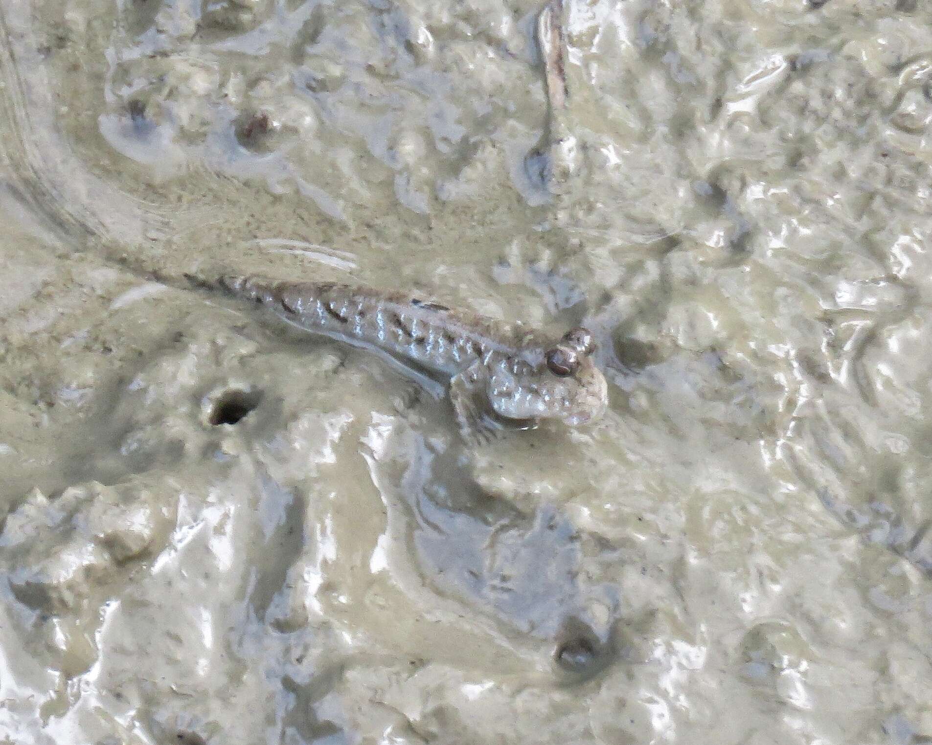 Image of Slender mudskipper