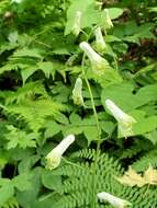 Imagem de Aconitum reclinatum A. Gray