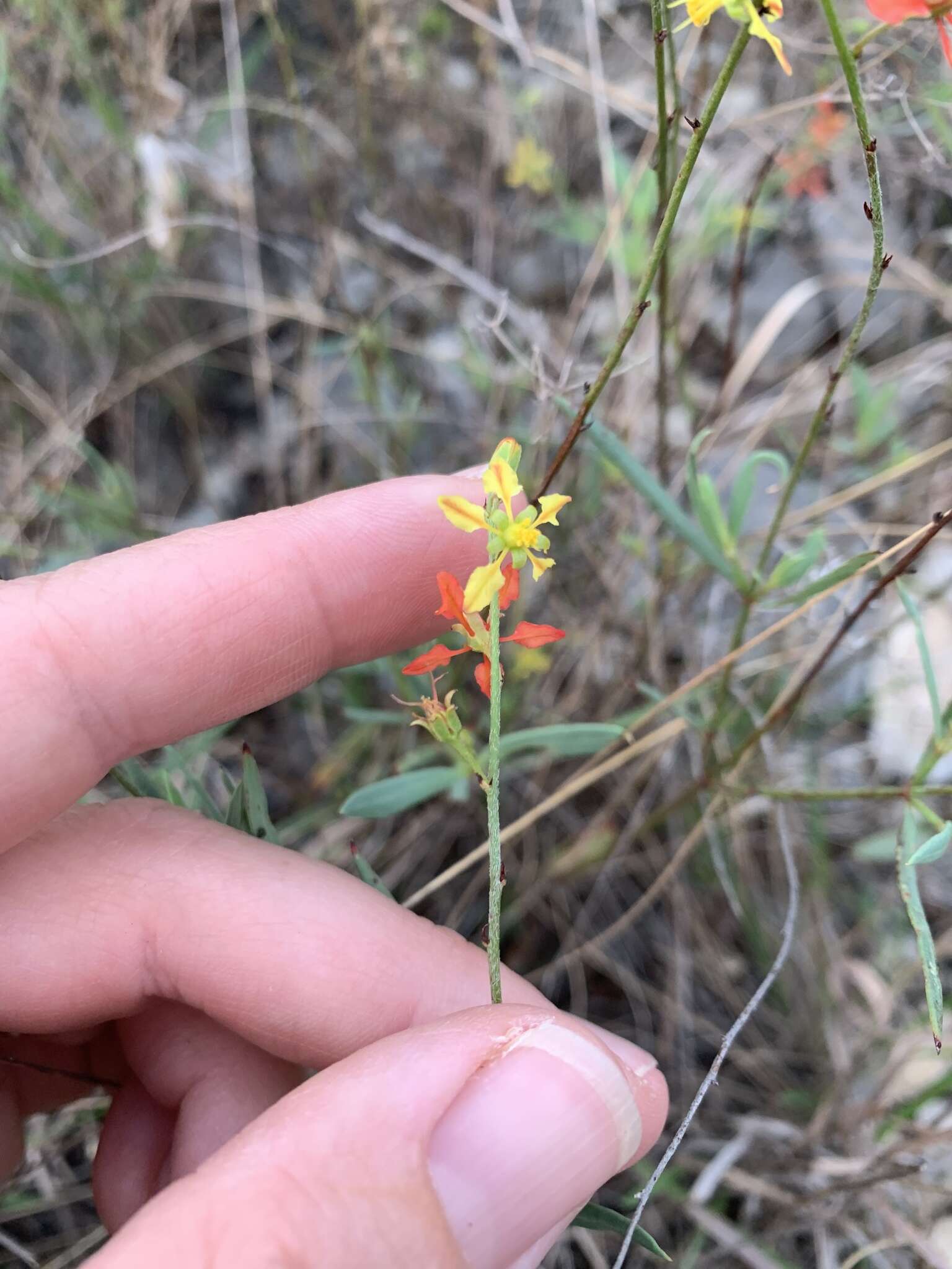 Image of narrowleaf goldshower