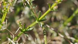 Image of Borrego bedstraw