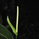 Image of Anthurium lancifolium Schott