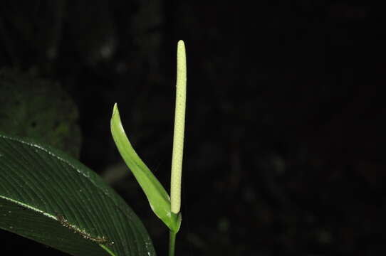 Image of Anthurium lancifolium Schott