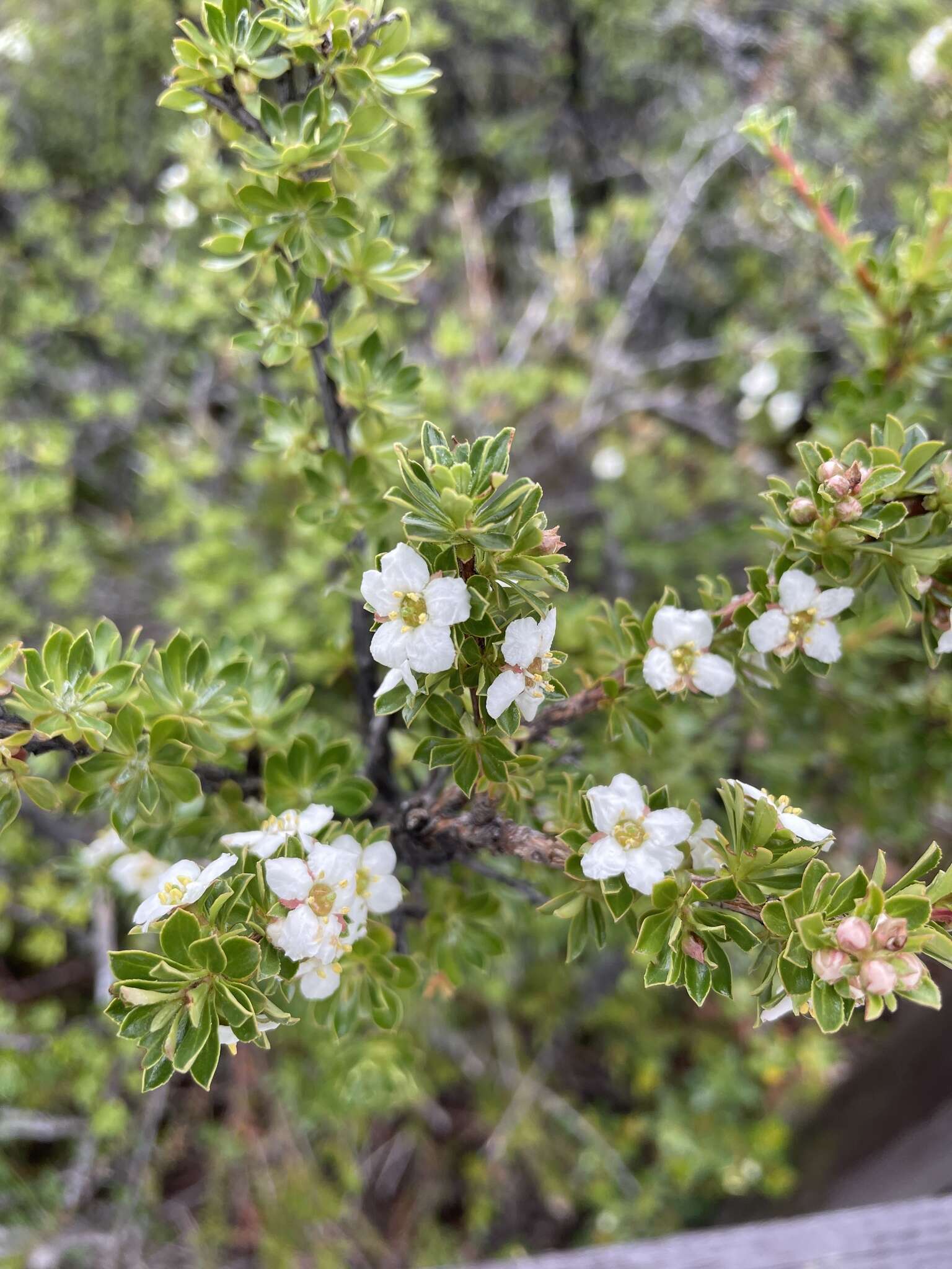 Escallonia virgata (Ruiz & Pavón) Pers. resmi