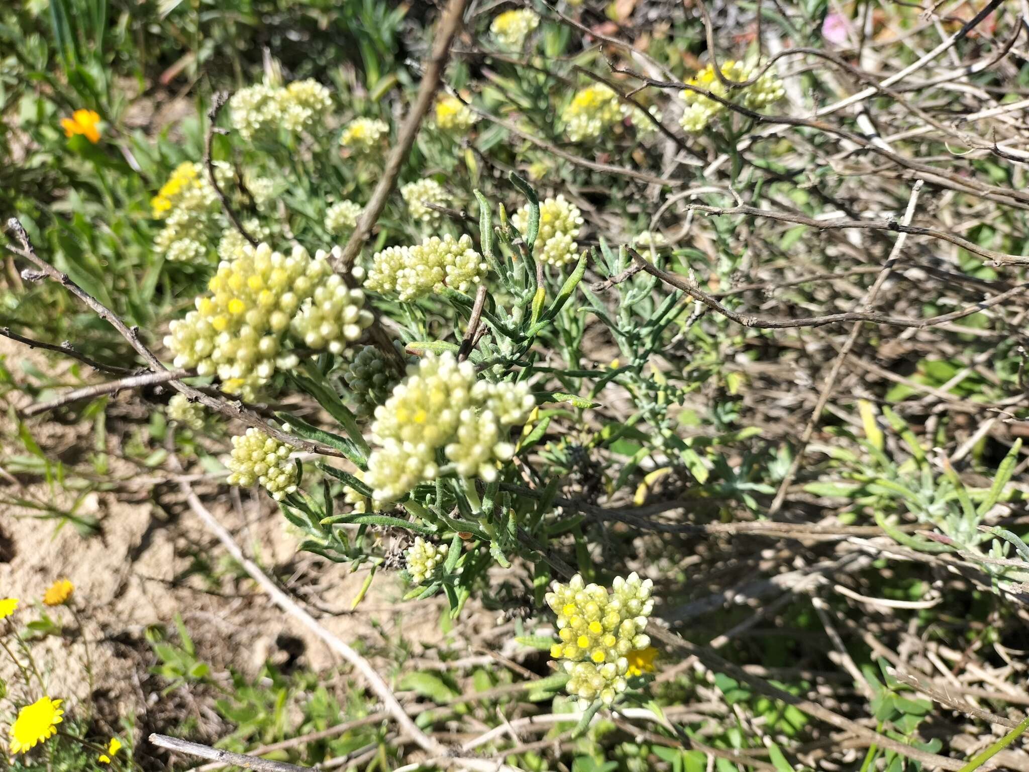 صورة Helichrysum revolutum (Thunb.) Less.