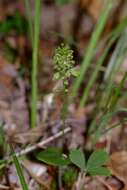 Image of Bayard's adder's-mouth orchid