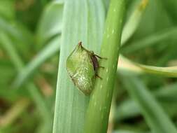 Image of Stictocephala brevitylus Van Duzee