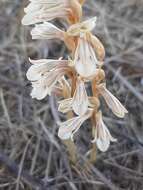 Image of Schiedeella crenulata (L. O. Williams) Espejo & López-Ferr.