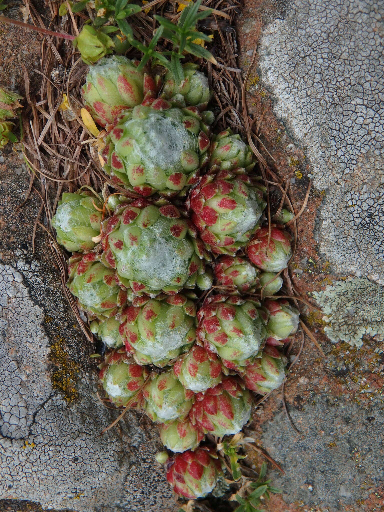 Image of Cobweb Houseleek