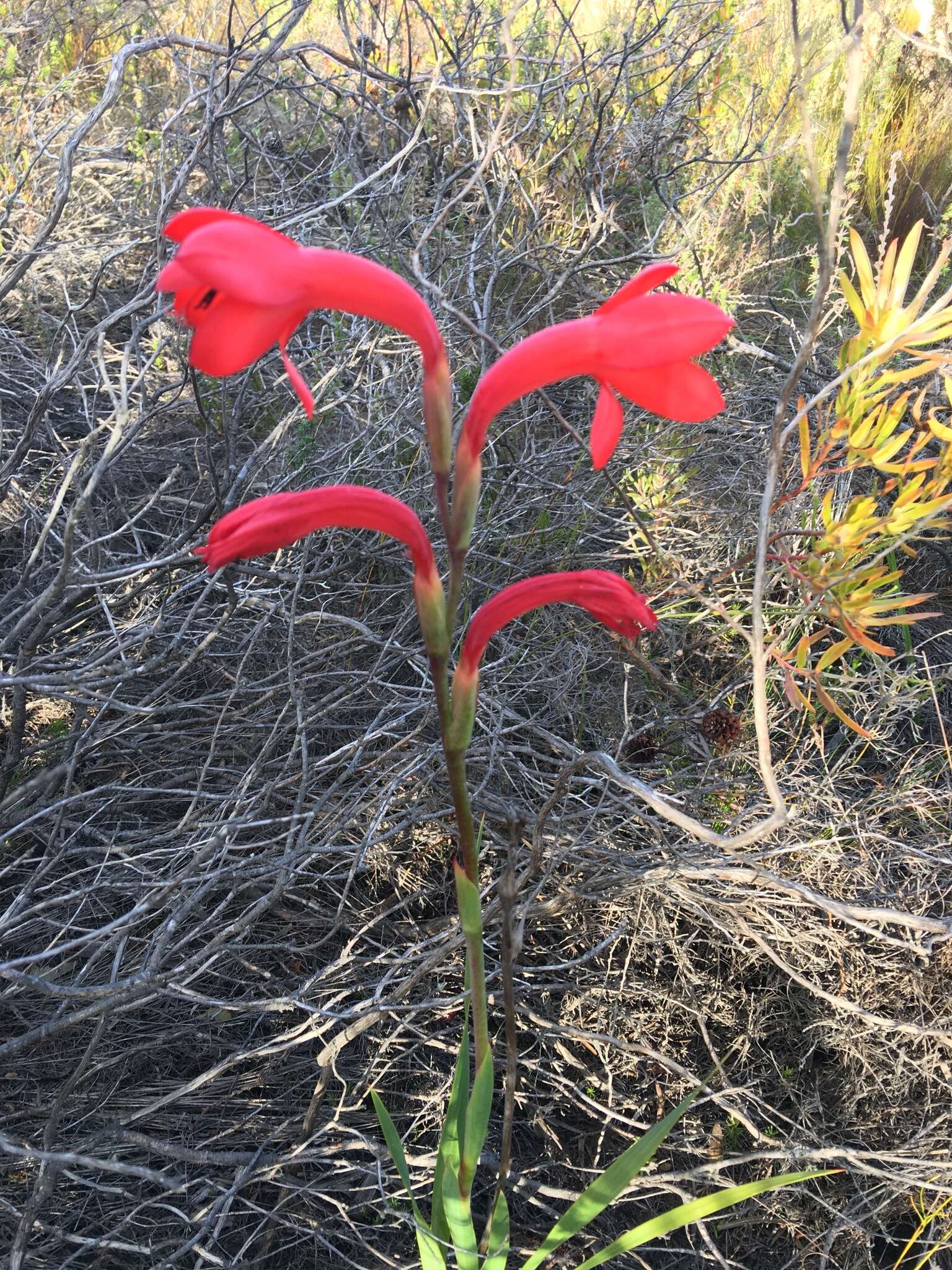 Imagem de Watsonia coccinea (Herb. ex Baker) Baker