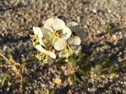 Imagem de Chylismia claviformis subsp. peirsonii (Munz) W. L. Wagner & Hoch