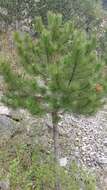 Image of Pinus nigra subsp. nigra