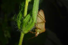 Image of One Spotted Stink Bug