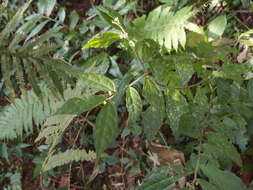 Image of Pellionia scabra Benth.