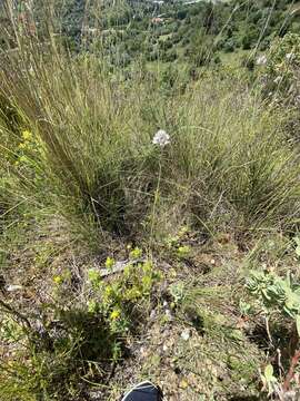 Imagem de Allium baeticum Boiss.