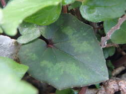 Image of Cyclamen cyprium Ky.