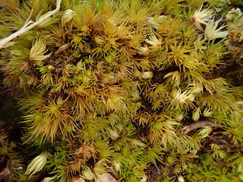 Image of campylopus moss