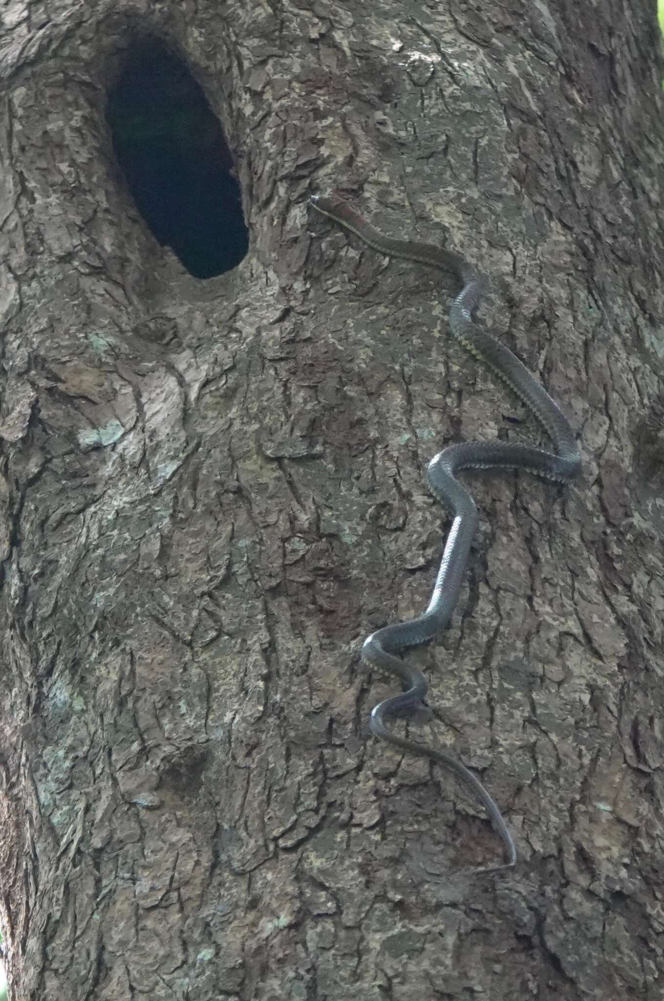 Image of Banded Flying Snake