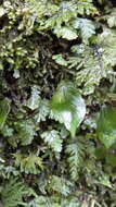 Image of Hymenophyllum cruentum Cav.