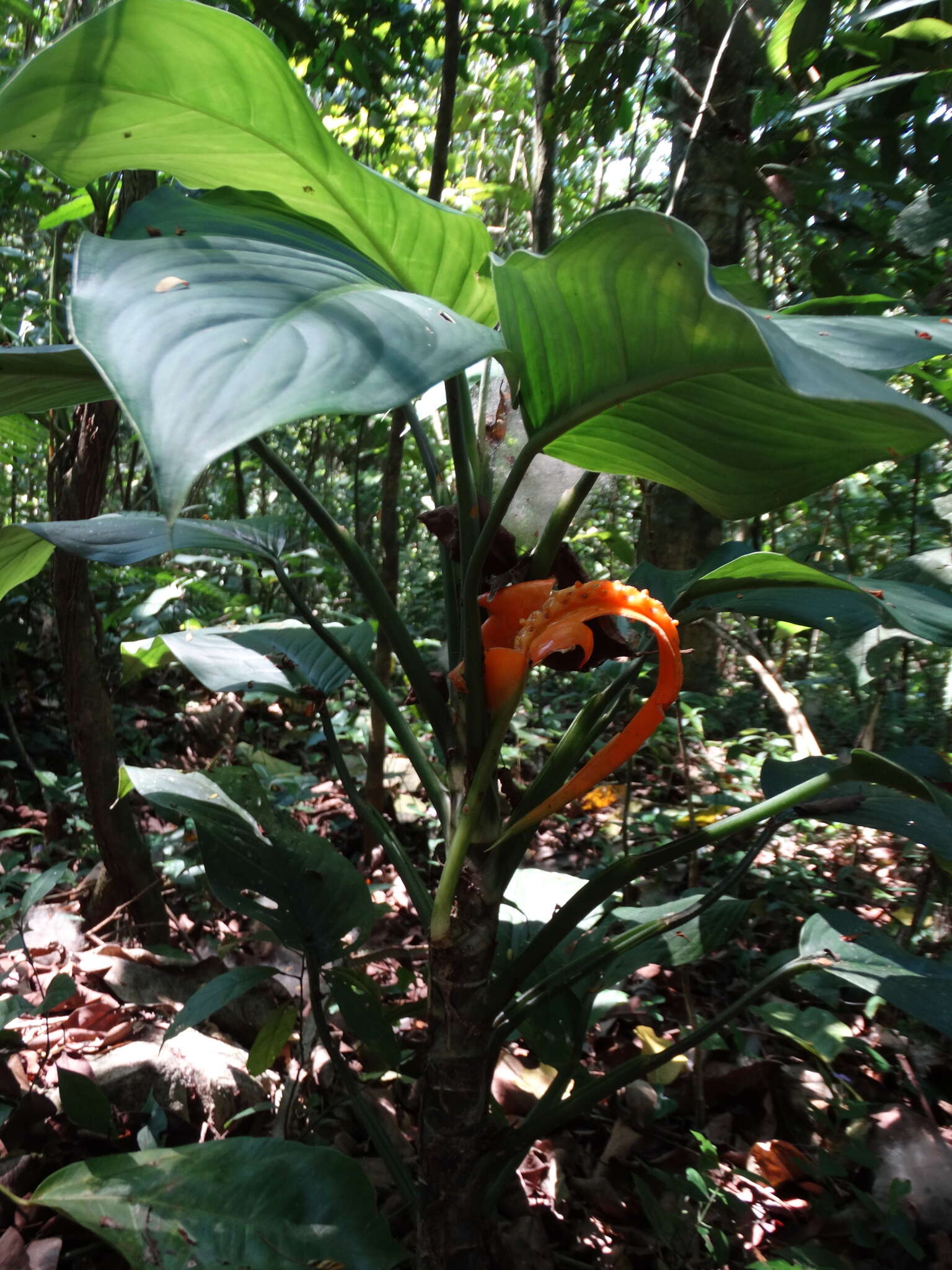 Image of Dieffenbachia wendlandii Schott