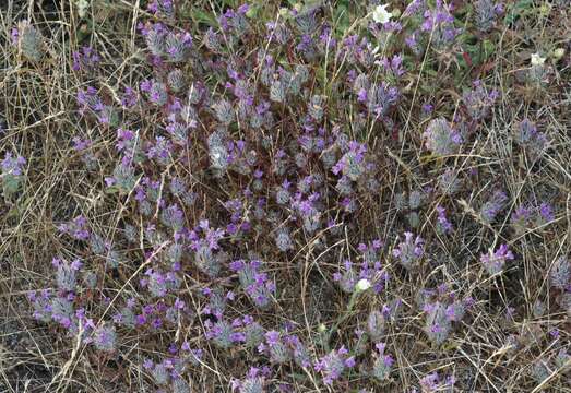 Pogogyne douglasii Benth. resmi