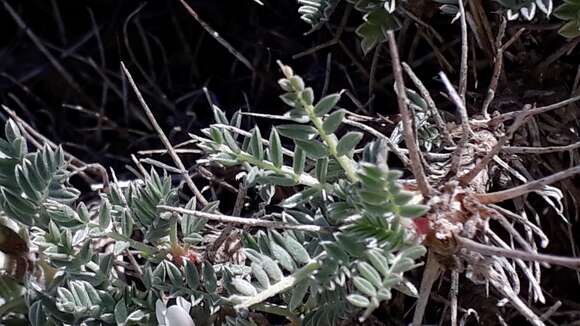 Image of <i>Astragalus terraccianoi</i>