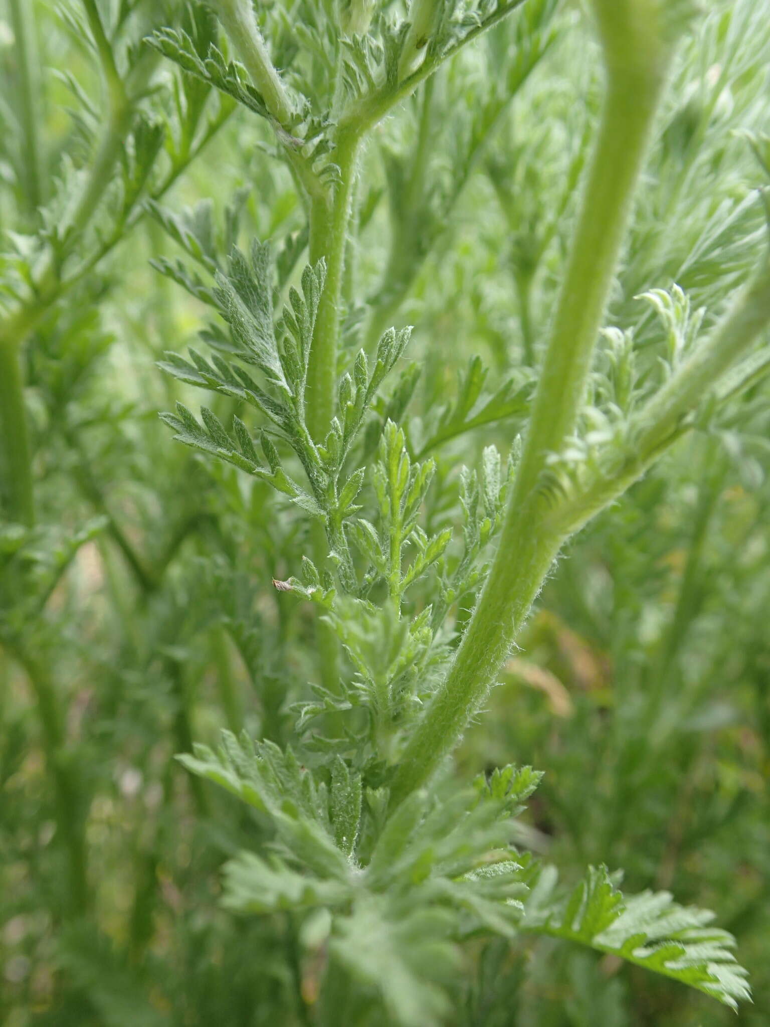 Anthemis ruthenica M. Bieb.的圖片