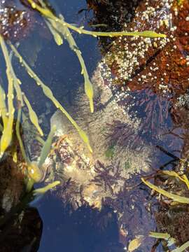 Image of bell hydroid