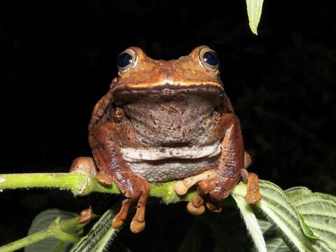 Image de Gastrotheca nicefori Gaige 1933