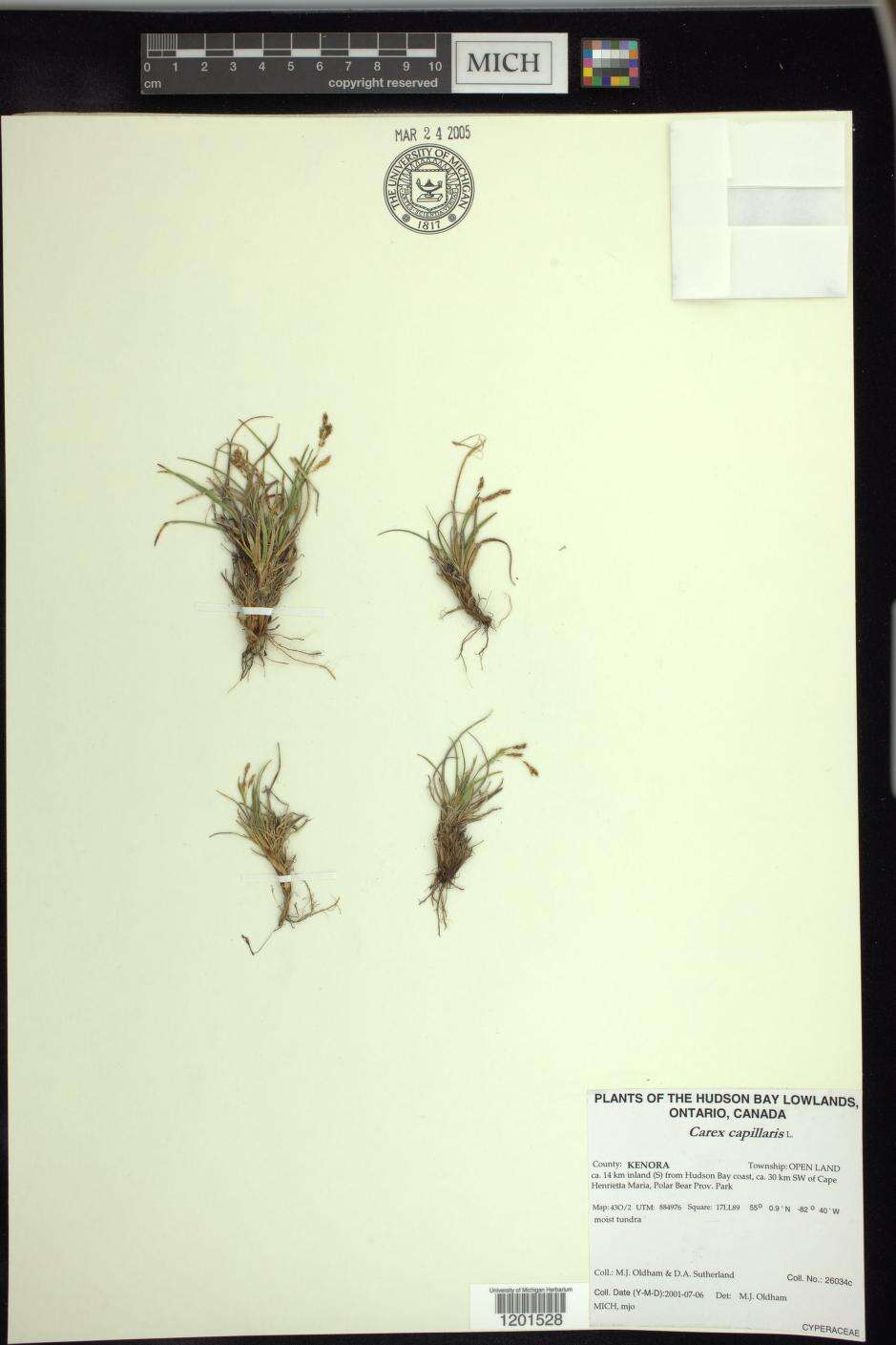 Imagem de Carex capillaris subsp. fuscidula (V. I. Krecz. ex T. V. Egorova) Á. Löve & D. Löve