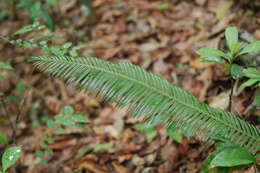 Image of Chestnut Dioon