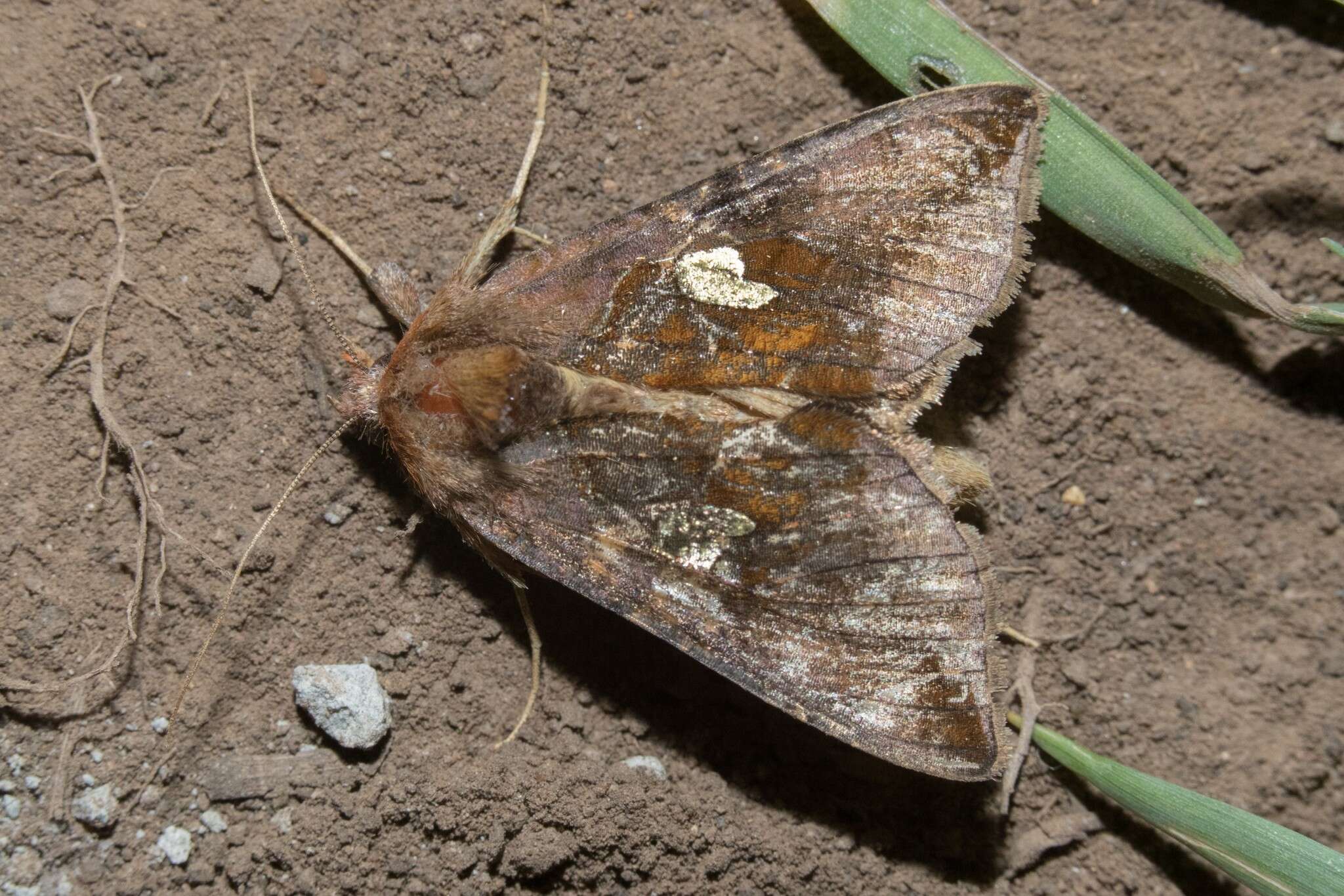 Autographa bractea Schiffermüller 1776 resmi