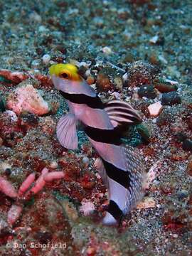 Image of Prawn-goby prawngoby shrimp-goby