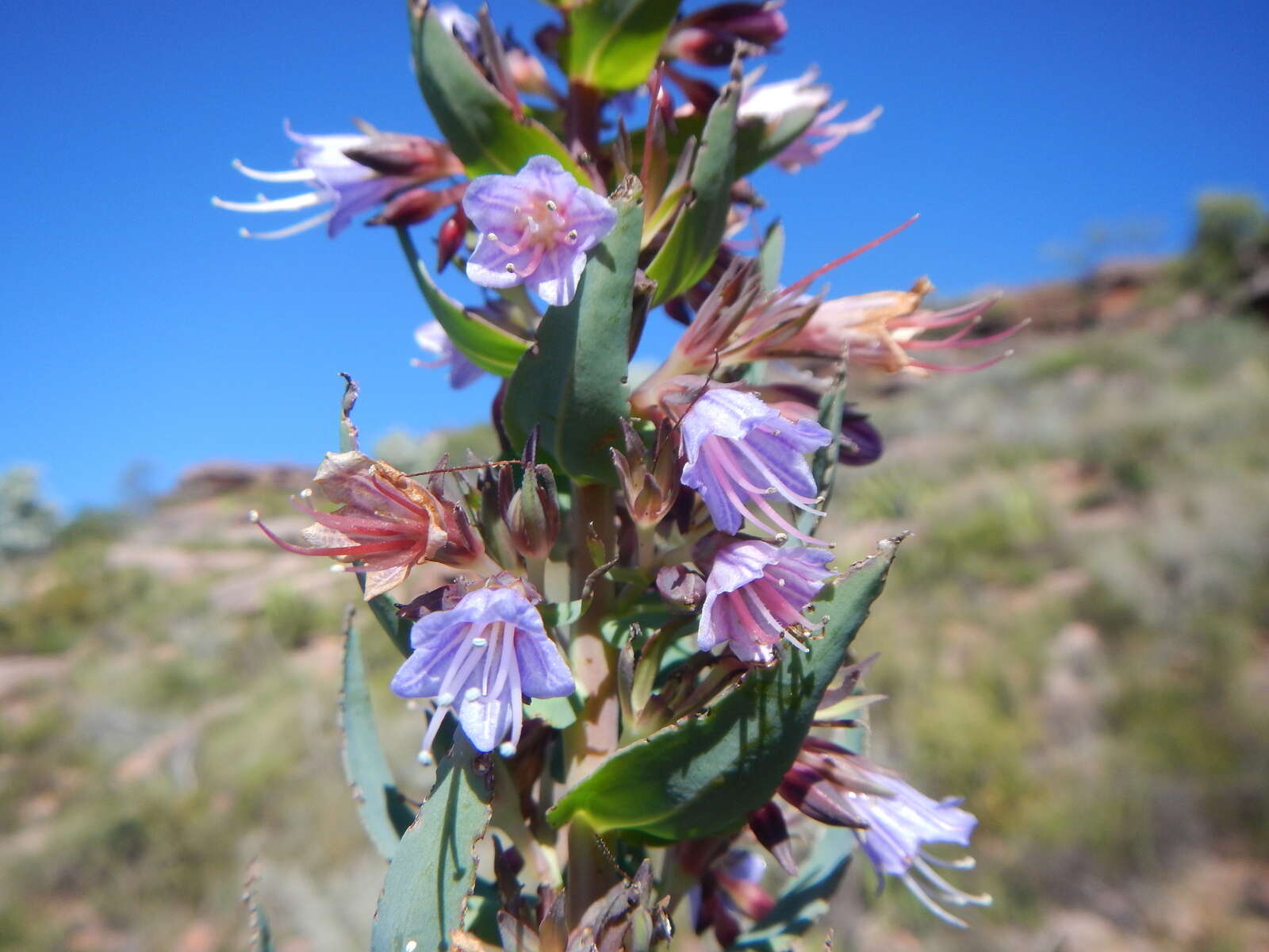 Lobostemon laevigatus (L.) Buek resmi