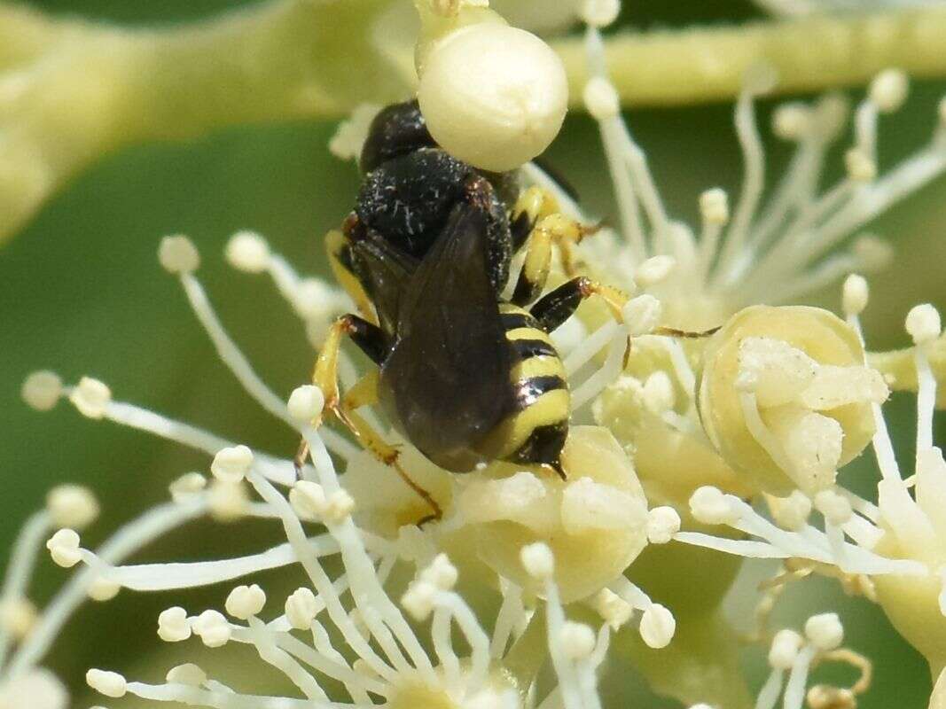 Image of Lestica clypeata (Schreber 1759)