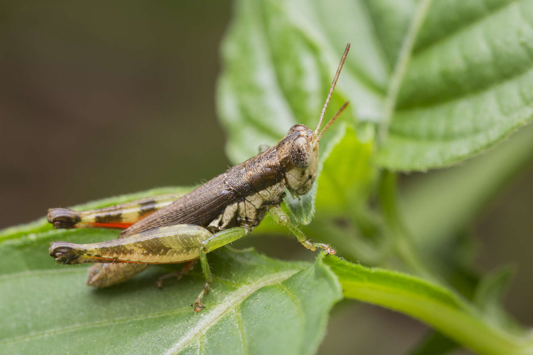 Image de Pseudoxya diminuta (Walker & F. 1871)