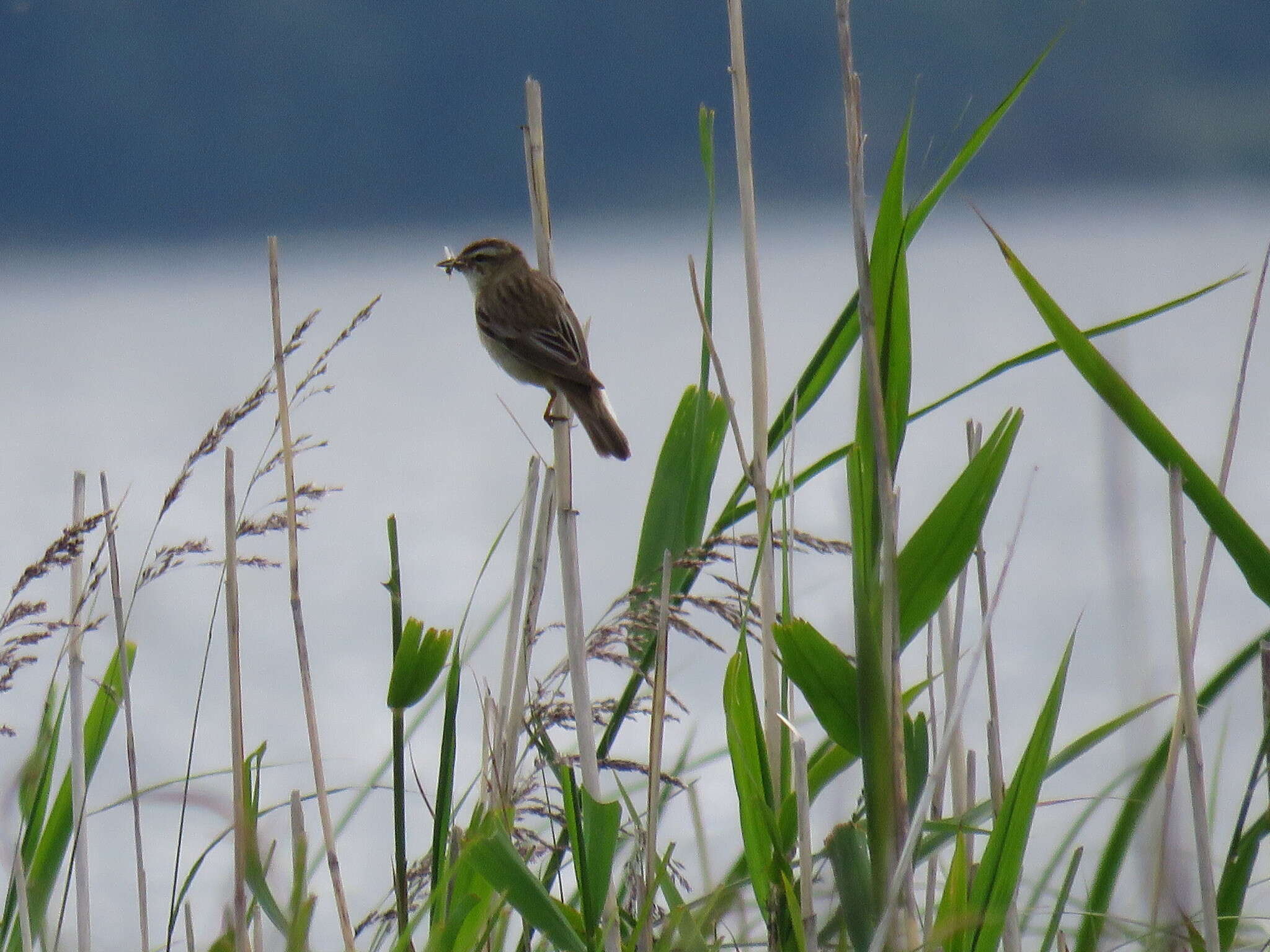 Image of Sedge Warbler