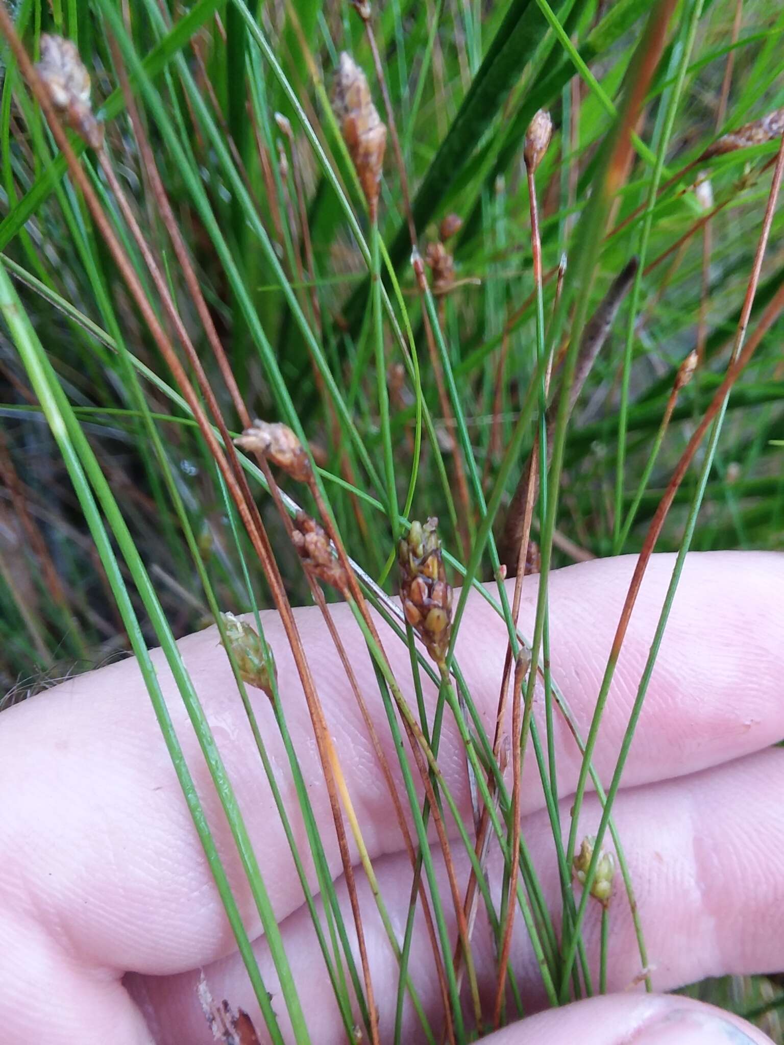 Imagem de Eleocharis tuberculosa (Michx.) Roem. & Schult.