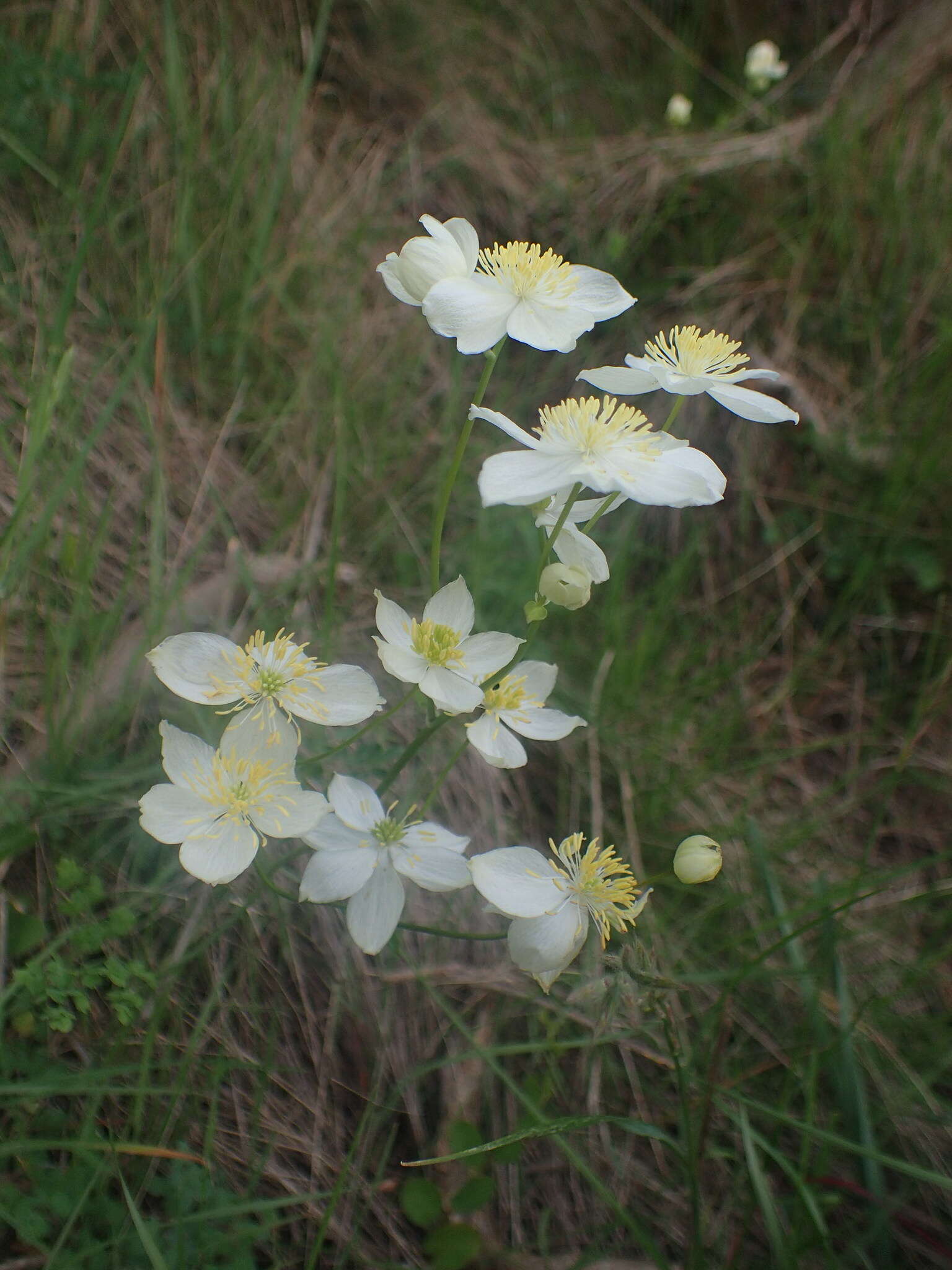 Imagem de Thalictrum tuberosum L.