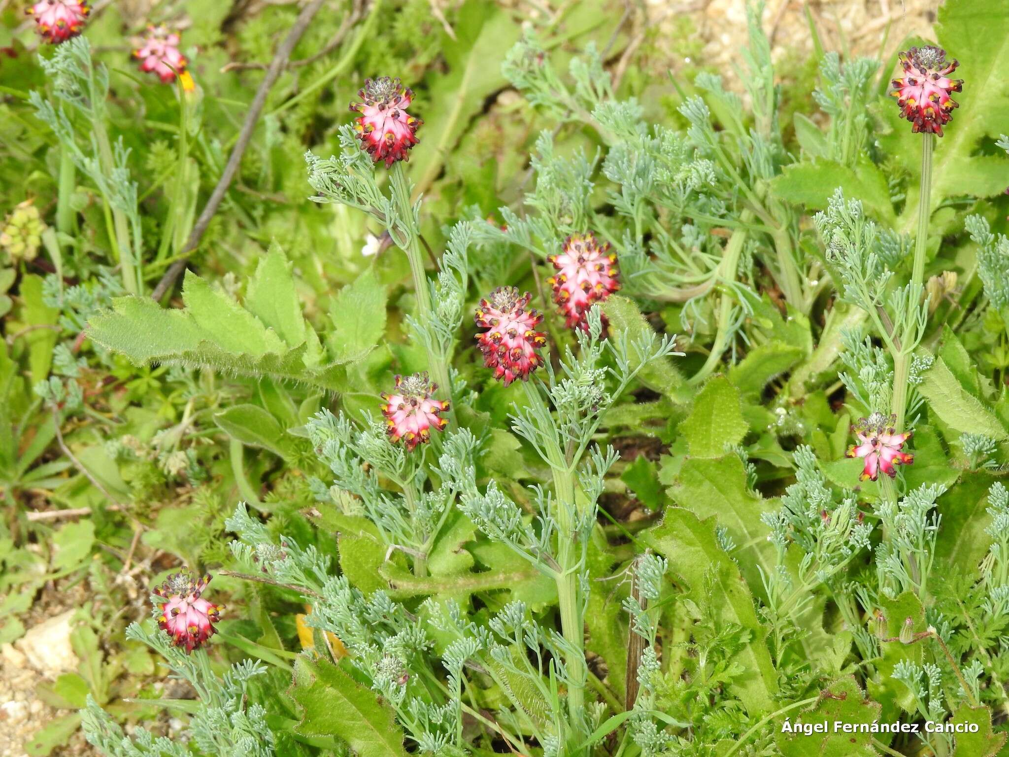 Image of Platycapnos spicata (L.) Bernh.