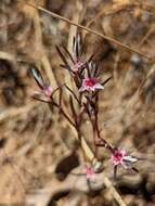 Image of Bidwell's knotweed