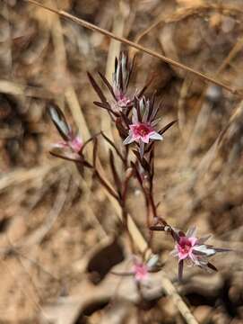 Image de Polygonum bidwelliae S. Wats.