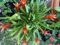 Image of droophead tufted airplant