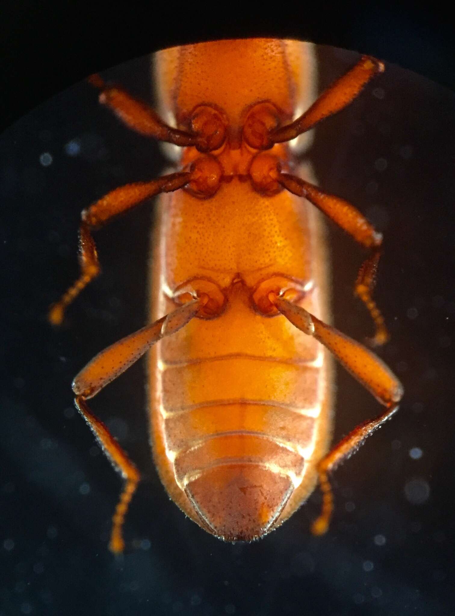 Image of Typhloelmis finegan Barr ex Barr, Gibson & Diaz 2015