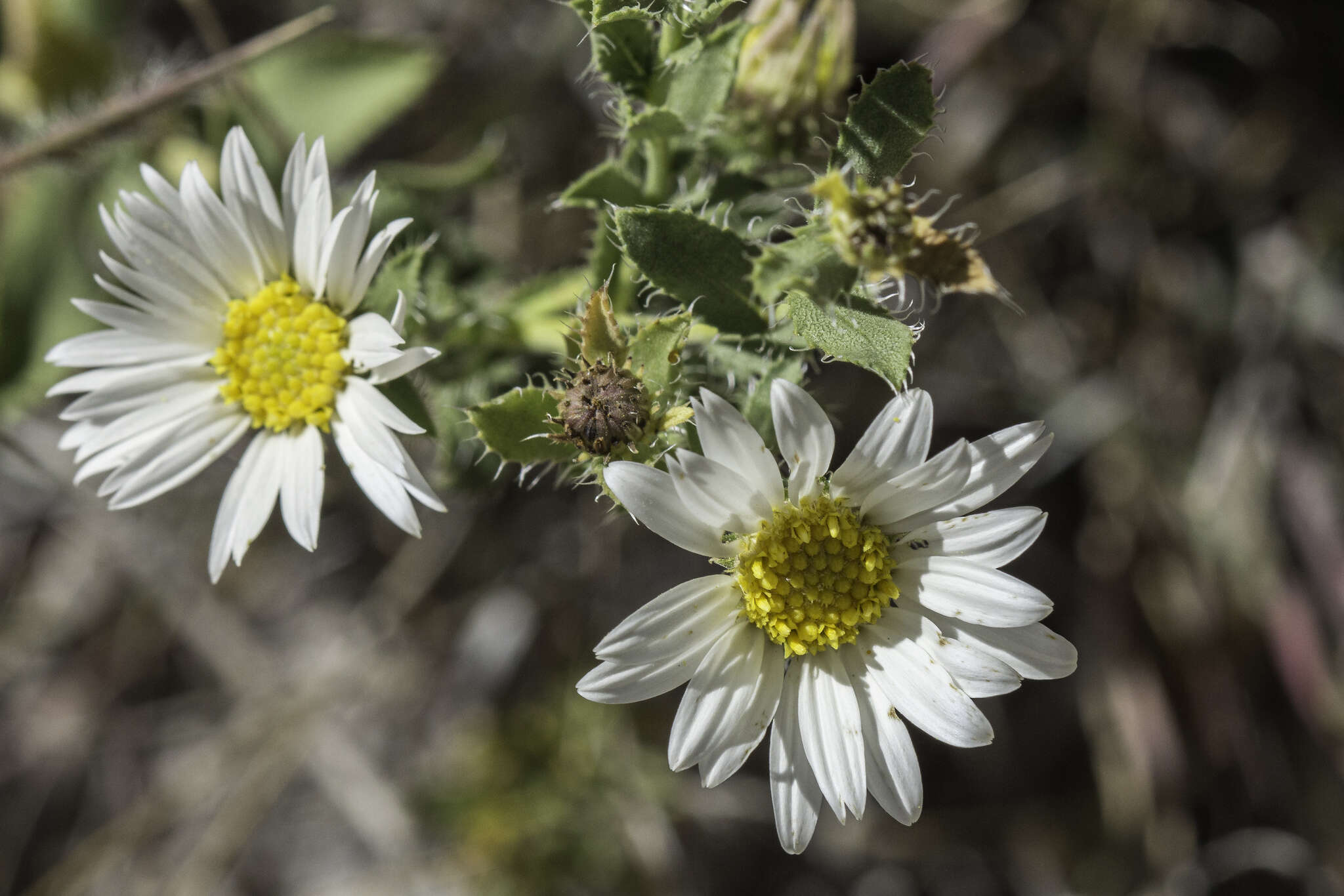 Imagem de Xanthisma blephariphyllum (A. Gray) D. R. Morgan & R. L. Hartman