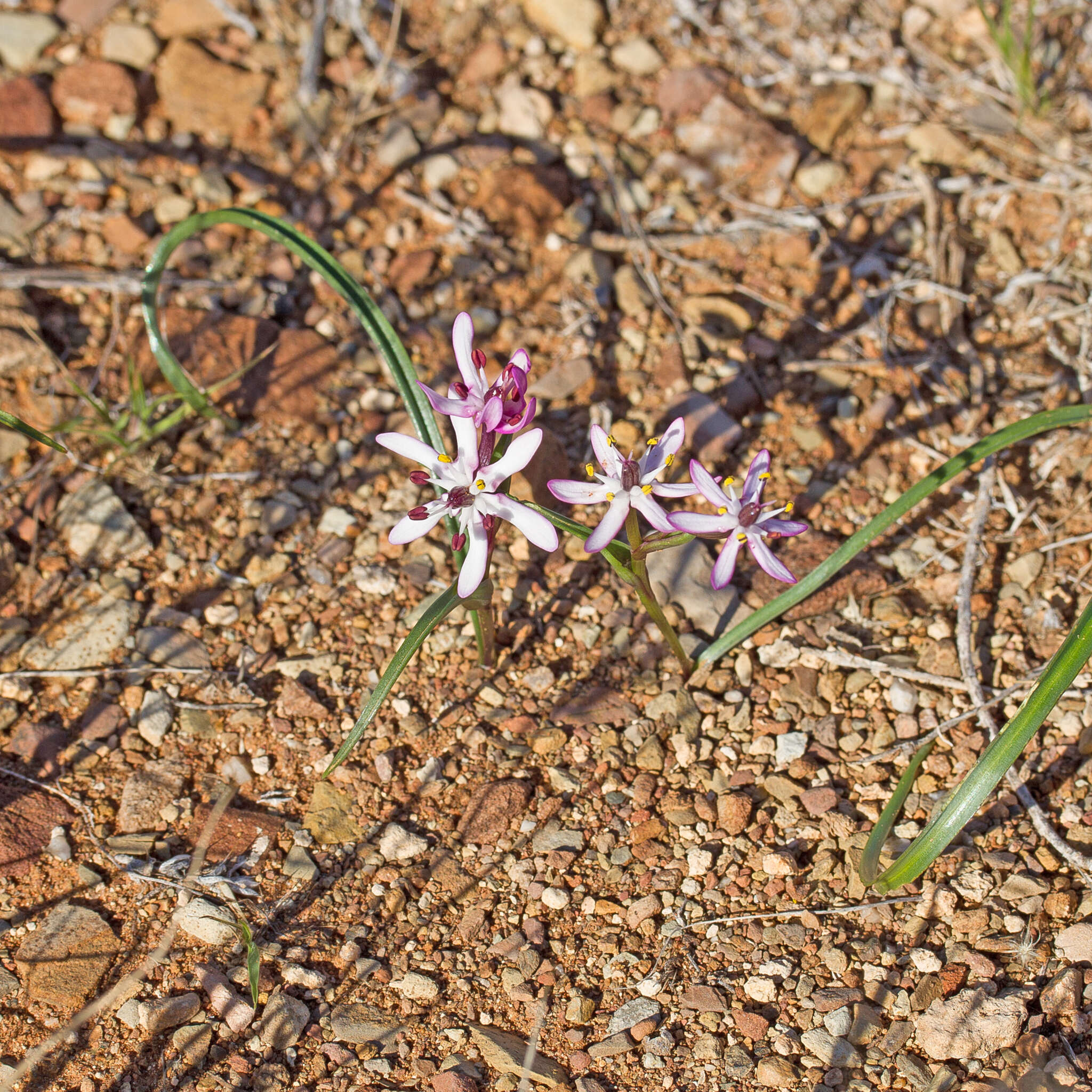 Image of Wurmbea stellata R. J. Bates