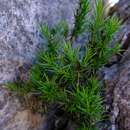 Image of Euthystachys abbreviata (E. Mey.) A. DC.